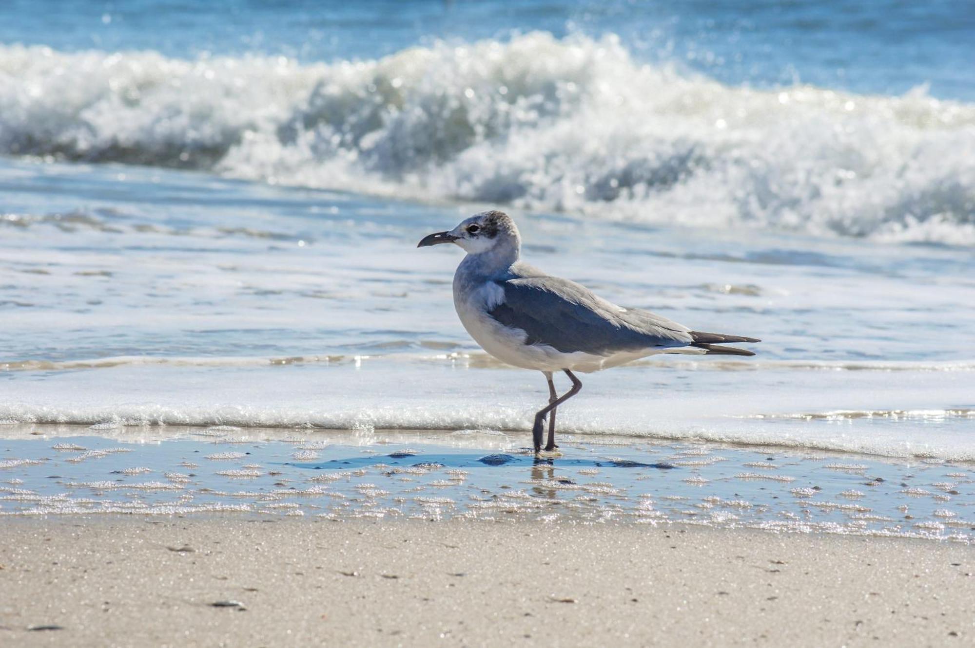 Direct Gulf Views With Deeded Beach Access Gulf Shores Esterno foto