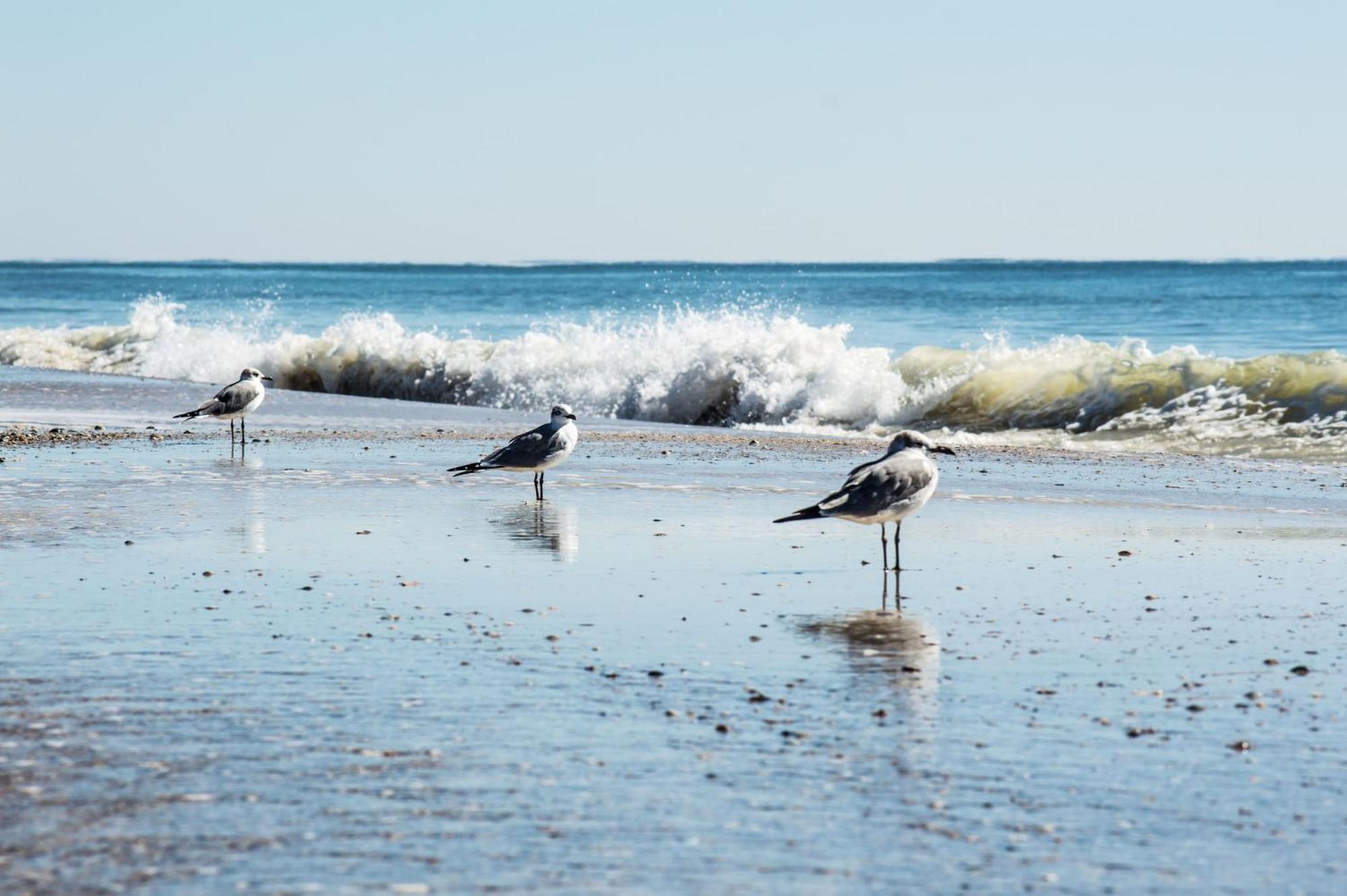 Direct Gulf Views With Deeded Beach Access Gulf Shores Esterno foto